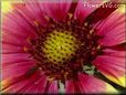 maroon blanketflower pictures