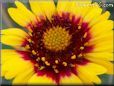 yellow red blanketflower pictures