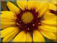yellow blanketflower pictures