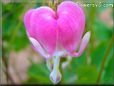 pink bleeding heart flower pictures