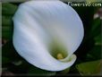 cala lily flower picture