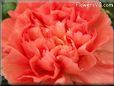 orange carnations flower picture