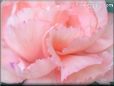 peach carnation flower picture
