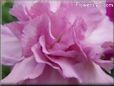 pink white carnation flower picture