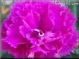 light purple carnation flower picture