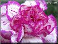 white purple carnation flower picture