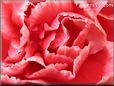 red white carnation flower picture