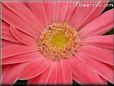 pink gerbera daisy pictures