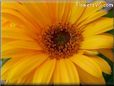 yellow gerbera daisy pictures
