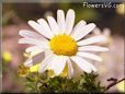  shasta daisy flower picture