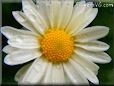 small white daisy flower picture