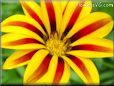 annual gazania daisy flower picture