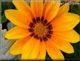 bright orange gazania flower picture