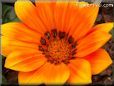 orange gazania flower picture