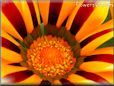 red white gazania flower picture
