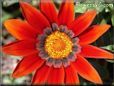 red gazania flower picture