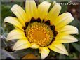 yellow black gazania flower picture