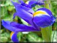 blue iris picture