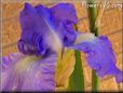 large purple iris picture