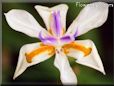 white purple iris picture
