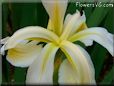 white and yellow iris picture