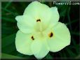 white iris picture
