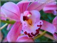 cymbidium orchid picture