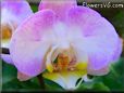 light purple moth orchid pictures