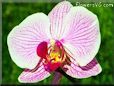  moth orchid pictures