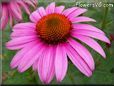 pink coneflower  pictures