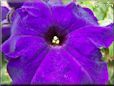 purple petunia picture