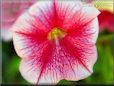white pink petunia picture