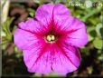 pink purple petunia picture
