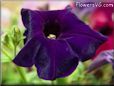 dark purple petunia picture