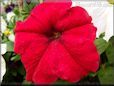 red petunia picture