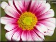 pink white daisy flower picture