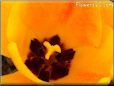 yellow orange bloomed tulip pictures