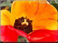 Yellow red black bloomed tulip pictures