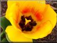 yellow red bloomed tulip pictures
