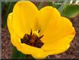 yellow black bloomed tulip pictures
