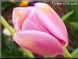  tulip picture