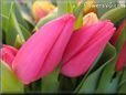 pink cut tulip picture