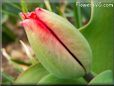 unbloomed  tulip picture