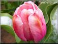 pink winter snow tulip pictures