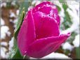 purple winter snow tulip pictures