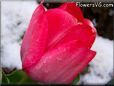 light red winter snow tulip pictures
