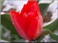 red winter snow tulip pictures