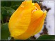 yellow winter snow tulip pictures
