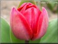 red cut tulip picture