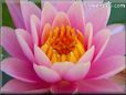 water lily flower picture